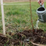 Une personne arrose une plante, symbole d’une action bénéfique et durable dans le cadre de la sadaqa jariya.